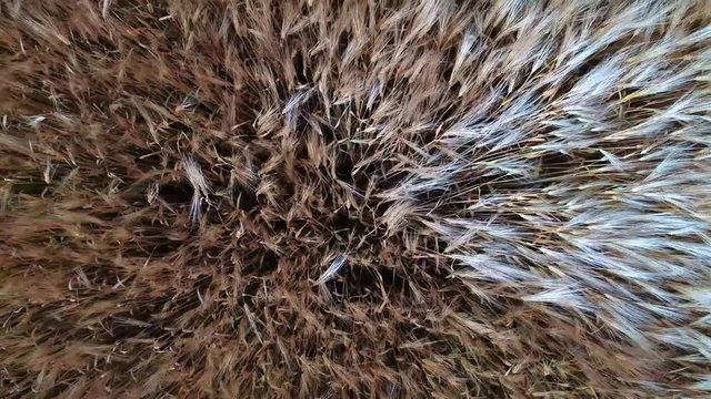 Ein Drohnenflug &uuml;ber einen Getreidefeld inkl. sch&ouml;nen Windeffekt