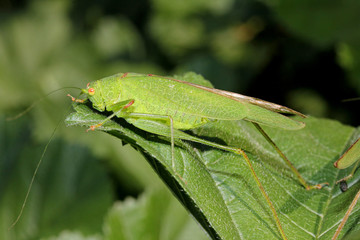 grande cavalletta verde (Phaneroptera sp)