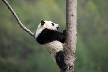 giant panda cub in a tree