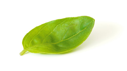Single small basil leaf isolated on white background