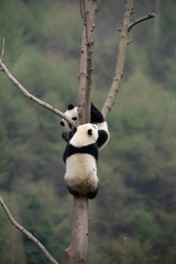 playful giant panda cubs in a tree © Wandering Bear