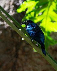 African Starling