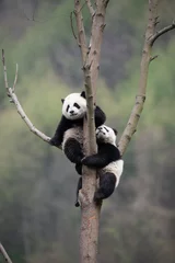 Gardinen Panda verspielte Pandababys in einem Baum  © Wandering Bear
