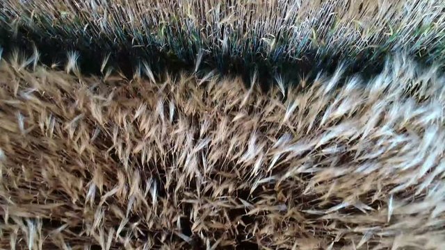 Ein Drohnenflug &uuml;ber einen Getreidefeld inkl. sch&ouml;nen Windeffekt