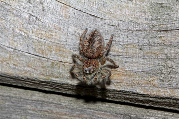 ragno salticida (Philaeus chrysops - femmina)