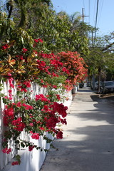 Fototapeta na wymiar red flowers and white picket fence along sidewalk in key west florida