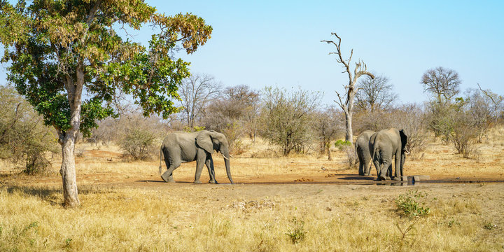 elephants in kruger national park, mpumalanga, south africa 9