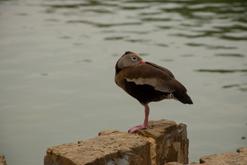 ducks sunbathing on a cloudy September day