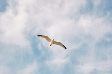 Fototapeta na wymiar Seagull flying in the sky with clouds