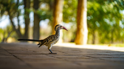 southern yellow-billed hornbill in kruger national park, mpumalanga, south africa 46