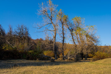 Beautiful autumn landscape with yellow trees and blue sky. Colorful foliage in the nature