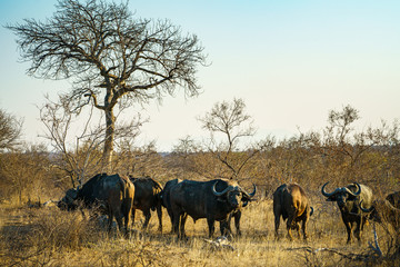 african buffalos in kruger national park, mpumalanga, south africa 18