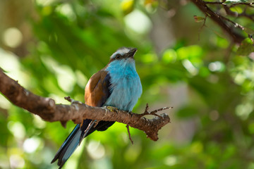 Powder Blue Bird