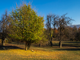 Beautiful autumn landscape with yellow trees and blue sky. Colorful foliage in the nature