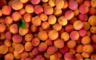 Heap of apricots and one green leaf, view from above