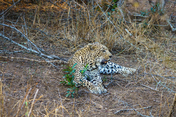 leopard in kruger national park, mpumalanga, south africa 16