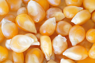 Yellow unpopped popcorn corn kernels, closeup detail photo