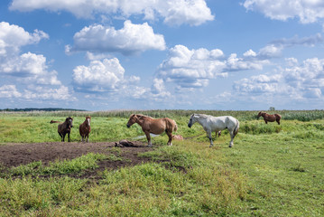 Horses on a grazing land over River Narew in the area of Narew National Park in Poland