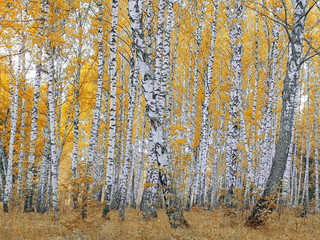 Birch forest with yellow leaves. Thick dense forest with white birch trunks
