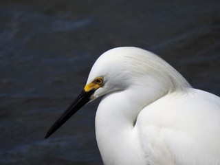cabeça de uma garça branca pequena