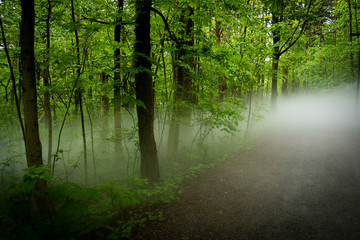 morning walk through misty forest