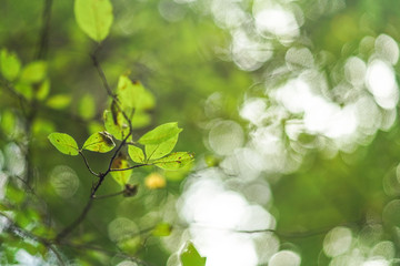 Leaves on a tree branch with nice blurred bokeh - shallow depth of field photo, only leaf in focus, can be used as abstract nature background
