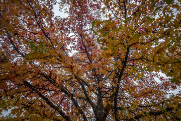 Bonita árvore com folhas no outono