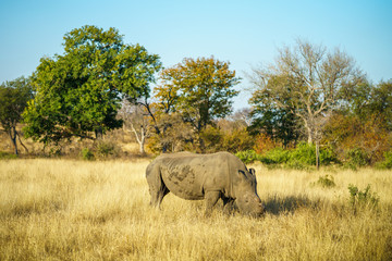 white rhino without horns in kruger national park, south africa 9