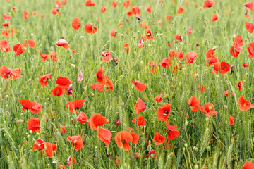 Fototapeta premium Bright red poppies growing in unripe wheat field