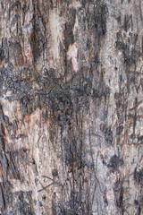 old tree bark