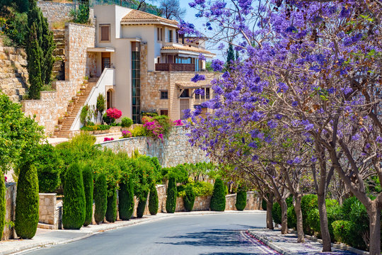 Republic of Cyprus. Pissouri Village. The road goes past flowering trees. Flora Of Cyprus. Bright landscape of Pissouri village. Picturesque house of yellow stones. Trees with lilac flowers.