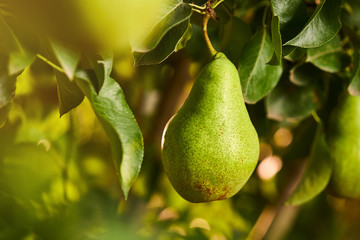 Tasty young healthy organic juicy pears hanging on a branch
