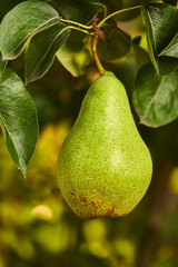 Tasty young healthy organic juicy pears hanging on a branch