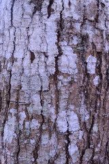 Background, Texture of vertical bark broke 