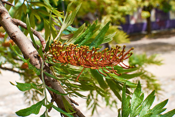 caterpillar on branch