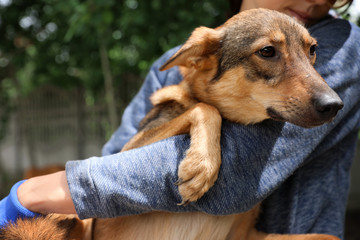 Female volunteer with homeless dog at animal shelter outdoors