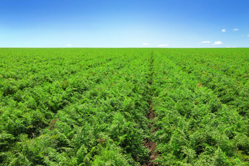 Beautiful view of carrot field and blue sky. Organic farming