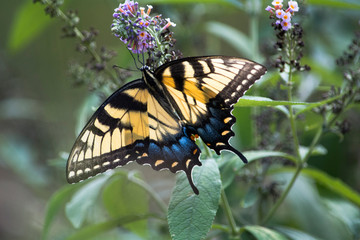 butterfly on flower