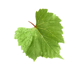 Fresh green grape leaf on white background