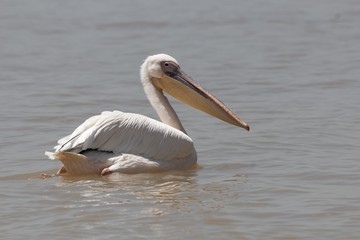 Fototapeta na wymiar Great white pelican, Pelecanus onocrotalus