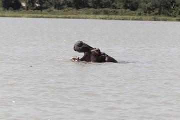 Fototapeta premium Head of a Hippopotamus, Hippopotamus amphibious, at the Tana Lake