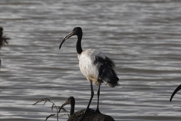 African sacred ibis, Threskiornis aethiopicus