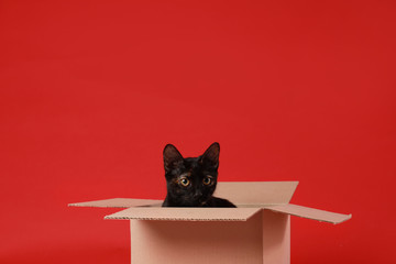 Cute black cat sitting in cardboard box on red background - Powered by Adobe