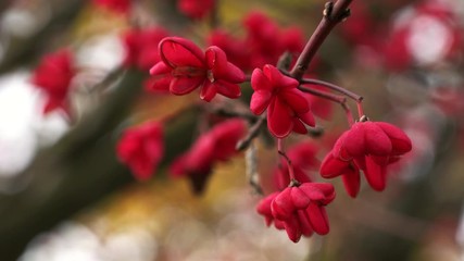 Spindle Tree, Red Cascade (Euonymus europaeus), autumn flowers - (4K)