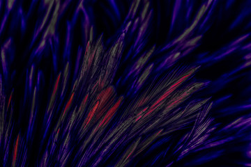 Beautiful abstract colorful blue black red and pink feathers on dark background and soft white purple feather texture on white pattern