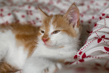 Mały kotek, kot śpiący na jasnej, czerwonej pościeli z rudym futrem i jasnymi oczami