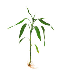 Young green bamboo sprout on white background
