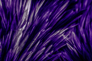 Beautiful abstract colorful blue black red and pink feathers on dark background and soft white purple feather texture on white pattern, dark purple background 