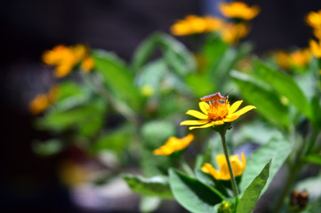 Melampodium is a genus of flowering plants in the solar flower family. Is an authentic tropical and subtropical place.