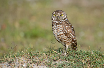 Burrowing Owl in Florida 